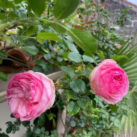 Avec Jardin Apartment